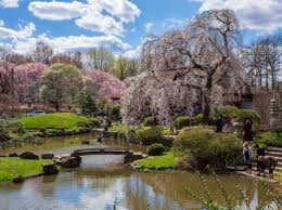 Original Cherry Blossom Picture