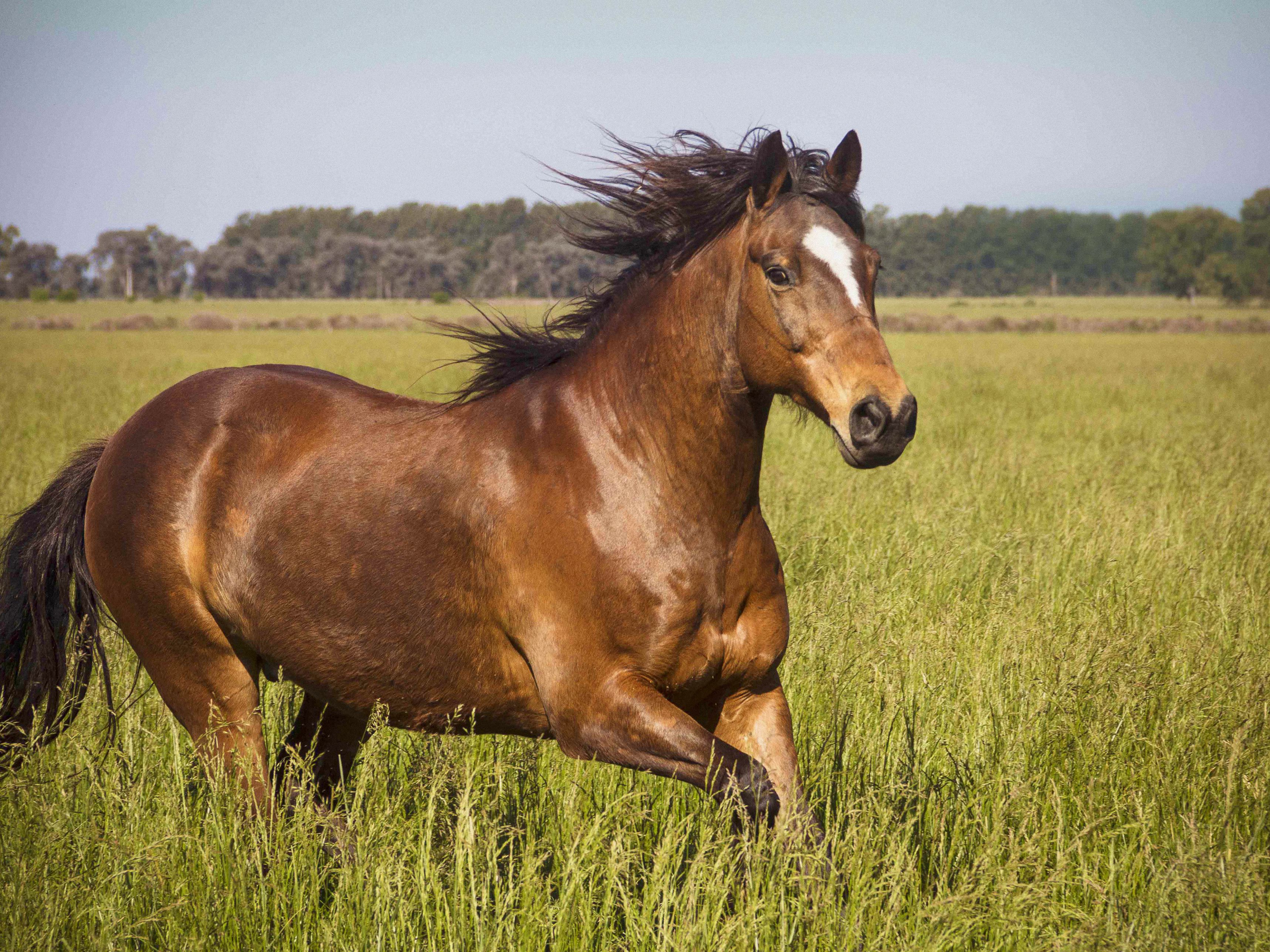A brown horse galloping in a field of grass